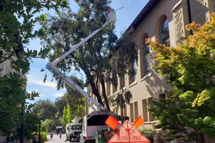 Commercial tree service by Anderson's Tree Care Specialists in San Jose and the Southern Santa Clara Valley