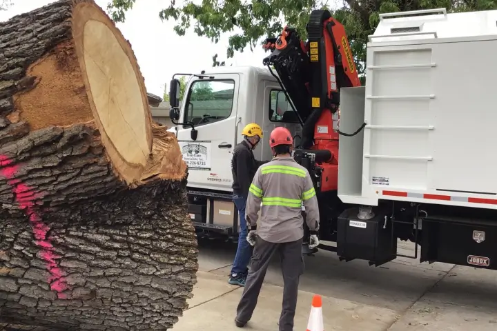 Tree care consulting by Anderson's Tree Care Specialists in San Jose and the Southern Santa Clara Valley