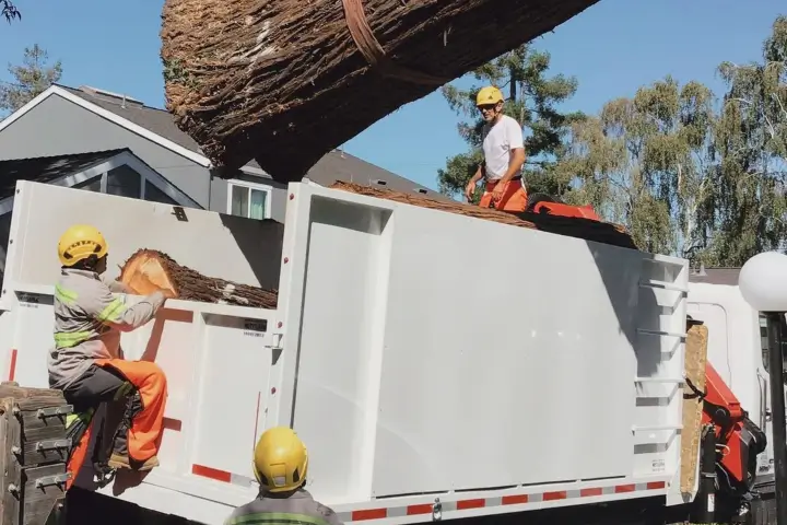 Residential tree services by Anderson's Tree Care Specialists in San Jose and the Southern Santa Clara Valley