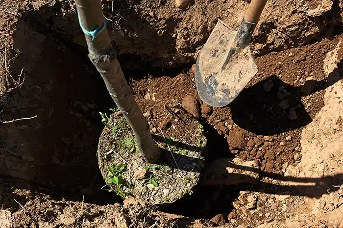 Tree planting by Anderson's Tree Care Specialists in San Jose and the Southern Santa Clara Valley