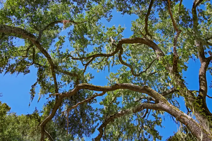 Fall tree care by Anderson's Tree Care Specialists in San Jose and the Southern Santa Clara Valley