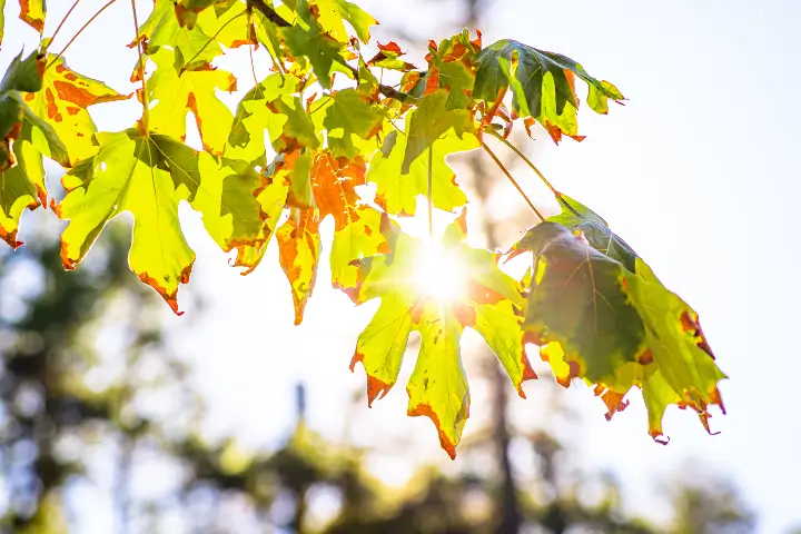 Dying and withered leaves in San Jose and the Southern Santa Clara Valley by Anderson's Tree Care Specialists