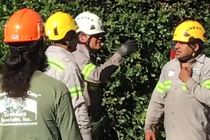 Local certified arborists in San Jose and the Southern Santa Clara Valley | Anderson's Tree Care Specialists
