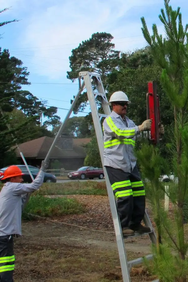 Ideal tree planting by Anderson's Tree Care Specialists in San Jose and the Southern Santa Clara Valley