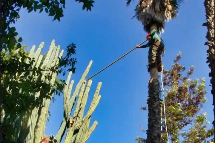 Arborists pruning a cactus in San Jose and the Southern Santa Clara Valley by Anderson's Tree Care Specialists