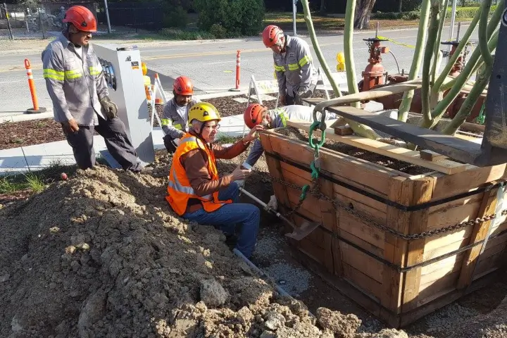 Arborists tree planting by Anderson's Tree Care Specialists in San Jose and the Southern Santa Clara Valley