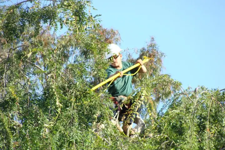 Arborist trimming a tree branch in San Jose and the Southern Santa Clara Valley by Anderson's Tree Care Specialists