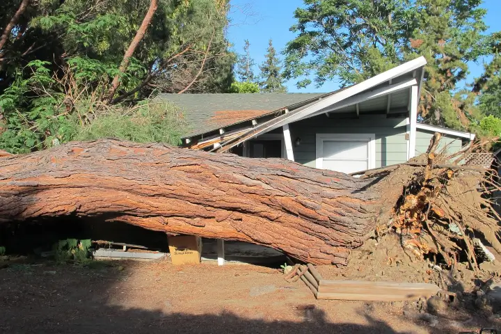 Emergency tree services by Anderson's Tree Care Specialists in San Jose and the Southern Santa Clara Valley