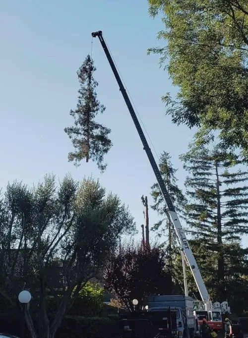 Tree removal services by Anderson's Tree Care Specialists in San Jose and the Southern Santa Clara Valley