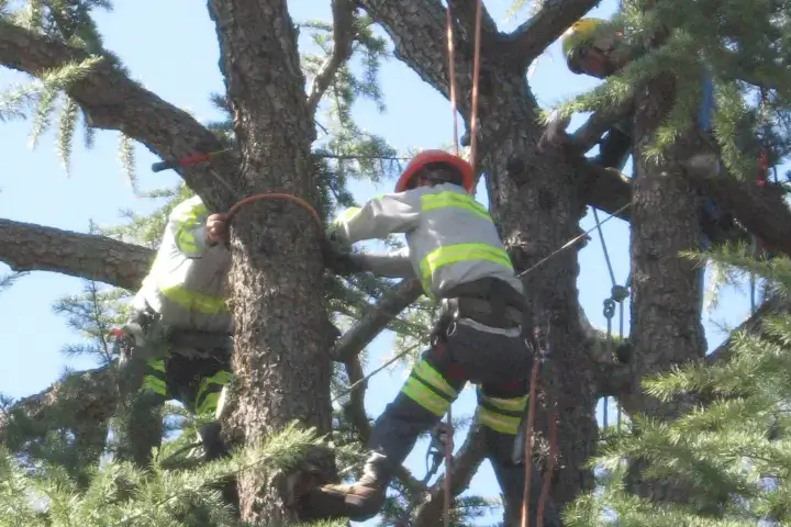 Residential and commercial tree removal services by Anderson's Tree Care Specialists in San Jose and the Southern Santa Clara Valley