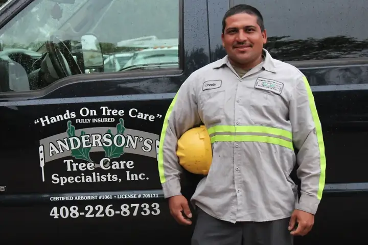Professional arborist and tree care services by Anderson's Tree Care Specialists in San Jose and the Southern Santa Clara Valley
