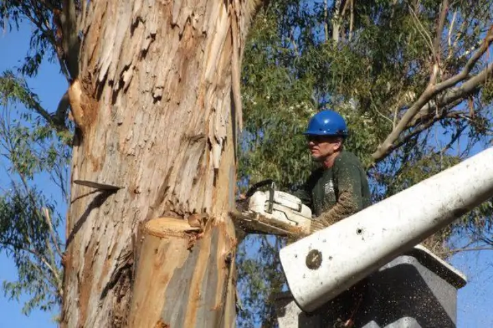 Arborist removing a tree in San Jose and the Southern Santa Clara Valley by Anderson's Tree Care Specialists
