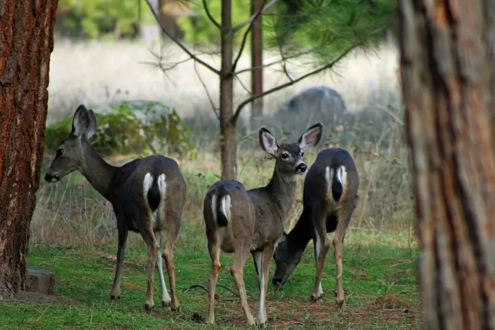 Common tree pests and diseases in San Jose and the Southern Santa Clara Valley | Anderson's Tree Care Specialists