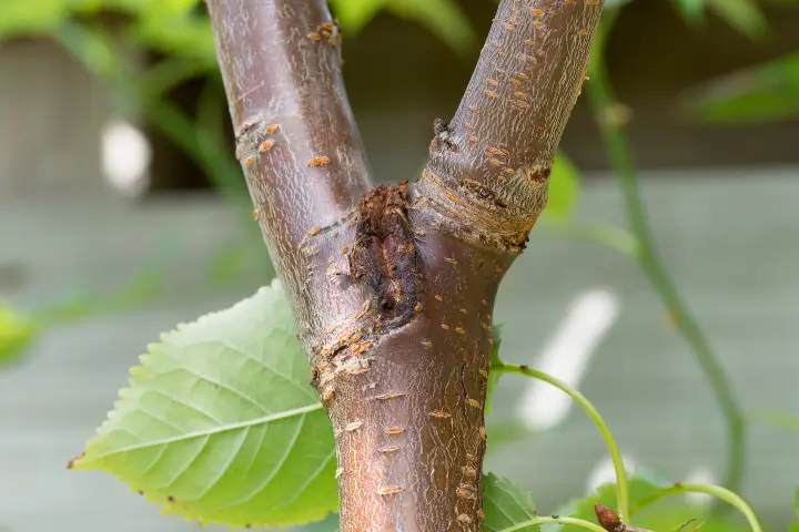 Plant and disease control services by Anderson's Tree Care Specialists in San Jose and the Southern Santa Clara Valley