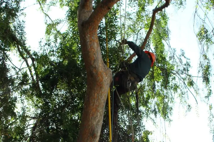View restoration services by Anderson's Tree Care Specialists in San Jose and the Southern Santa Clara Valley