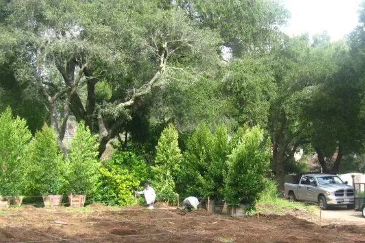Air Spading by Anderson's Tree Care Specialists in San Jose and the Southern Santa Clara Valley