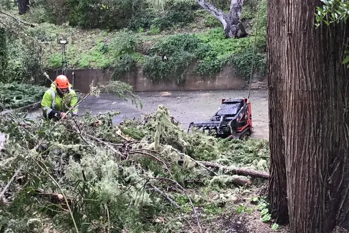 Local Arborist - Anderson's Tree Care Specialists in San Jose and the Southern Santa Clara Valley