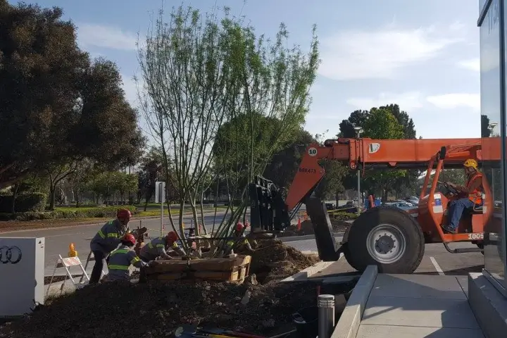 Tree care for municipalities by Anderson's Tree Care Specialists in San Jose and the Southern Santa Clara Valley