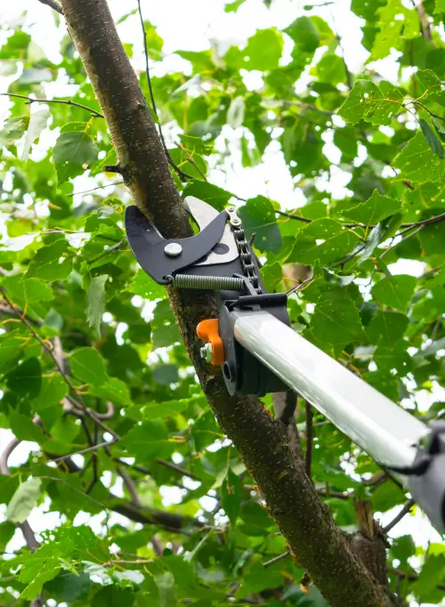 Tree pruning services by Anderson's Tree Care Specialists in San Jose and the Southern Santa Clara Valley