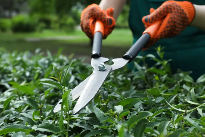 Shrub care by Anderson's Tree Care Specialists in San Jose and the Southern Santa Clara Valley