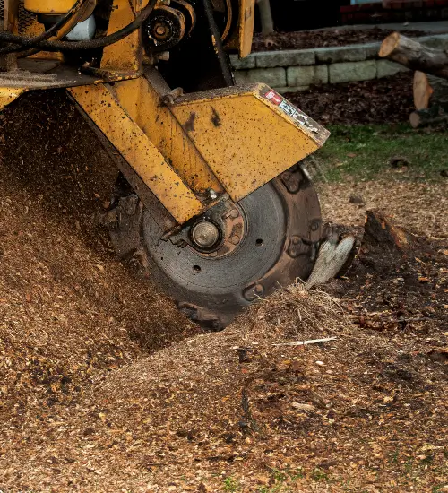 Stump grinder machine removing a stump in San Jose and the Southern Santa Clara Valley by Anderson's Tree Care Specialists