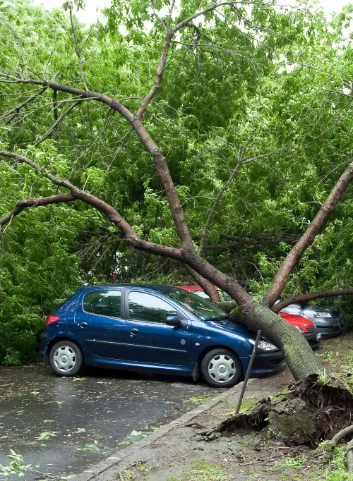 Storm cleanup services by Anderson's Tree Care Specialists in San Jose and the Southern Santa Clara Valley