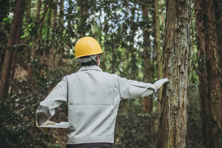 Public tree inspections by Anderson's Tree Care Specialists in San Jose and the Southern Santa Clara Valley