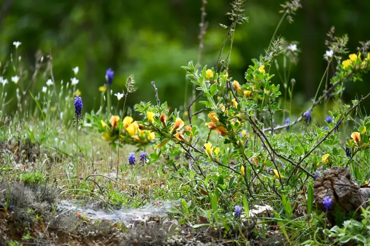 Invasive Plant management by Anderson's Tree Care Specialists in San Jose and the Southern Santa Clara Valley