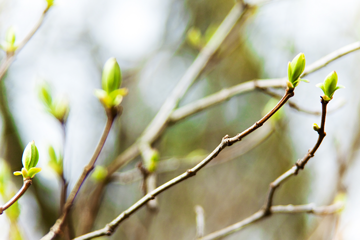 Preparing Your Trees for Spring by Anderson's Tree Care Specialists in San Jose and the Southern Santa Clara Valley