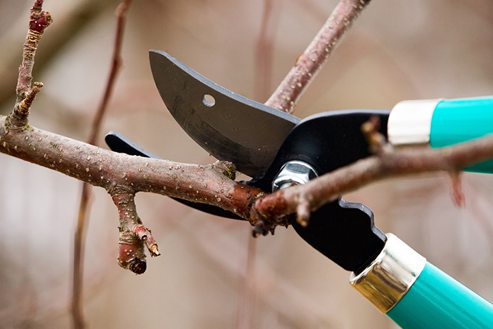 Tree Pruning by Anderson's Tree Care Specialists in San Jose and the Southern Santa Clara Valley