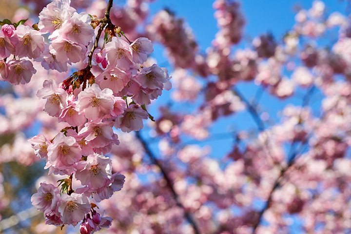 Blossoming Beauties: Caring for Flowering Trees in Spring
