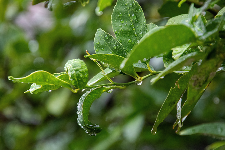 Essential Tips for Springtime Tree Care by Anderson's Tree Care Specialists in San Jose and the Southern Santa Clara Valley